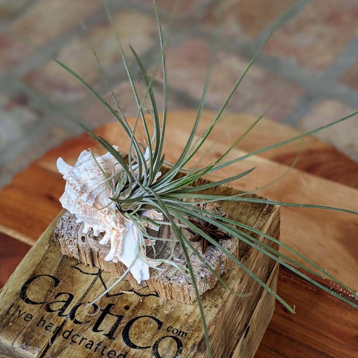 Large Tillandsia Juncea in a Sea Shell Handmade Air Plant Gift | Indoor Office Plant | Party Favor | Unique Gift