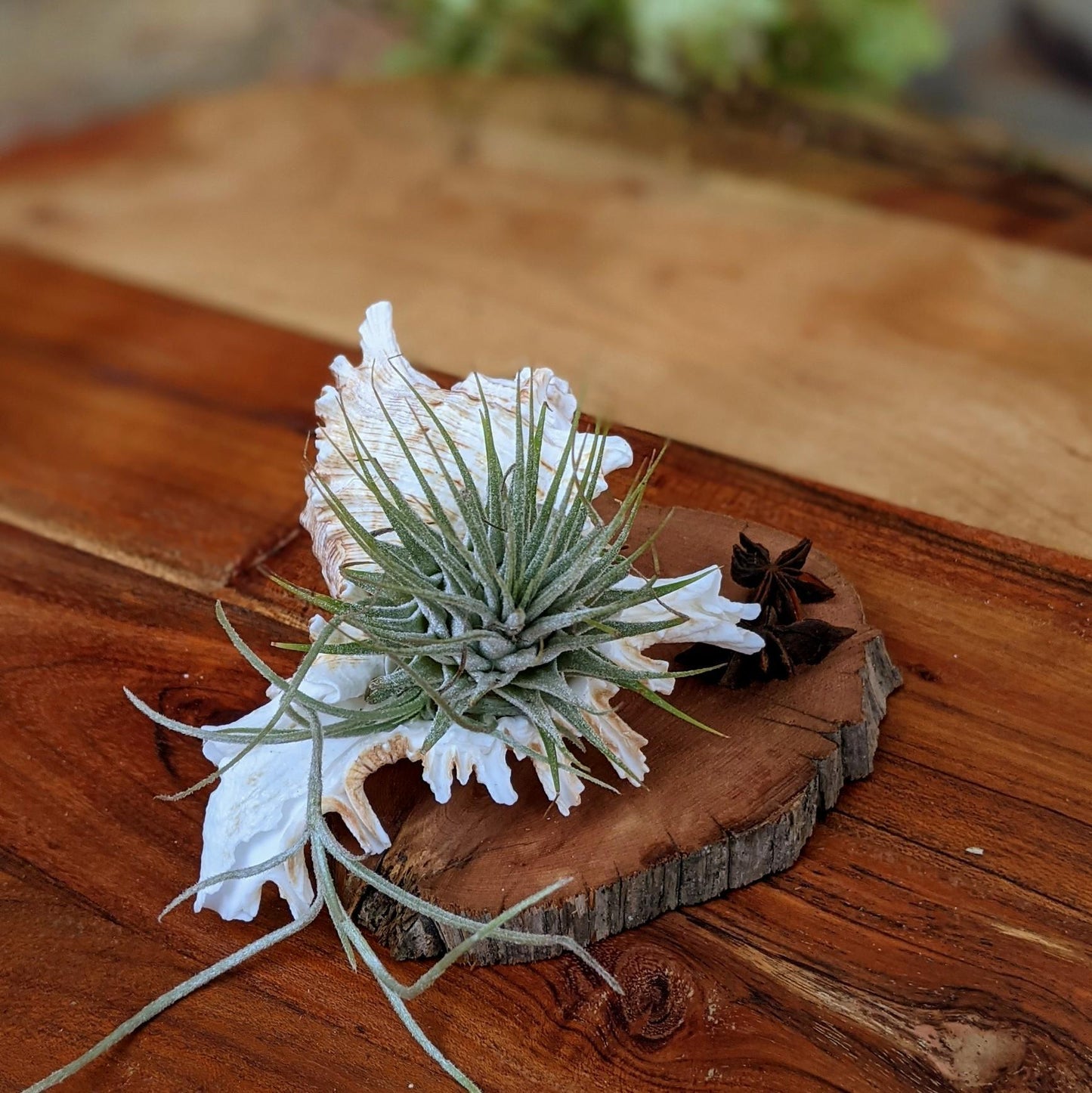 Tillandsia Ionantha in a Sea Shell Handmade Air Plant Arrangement | Indoor Plant Gift | Party Favor | Unique Gift Media
