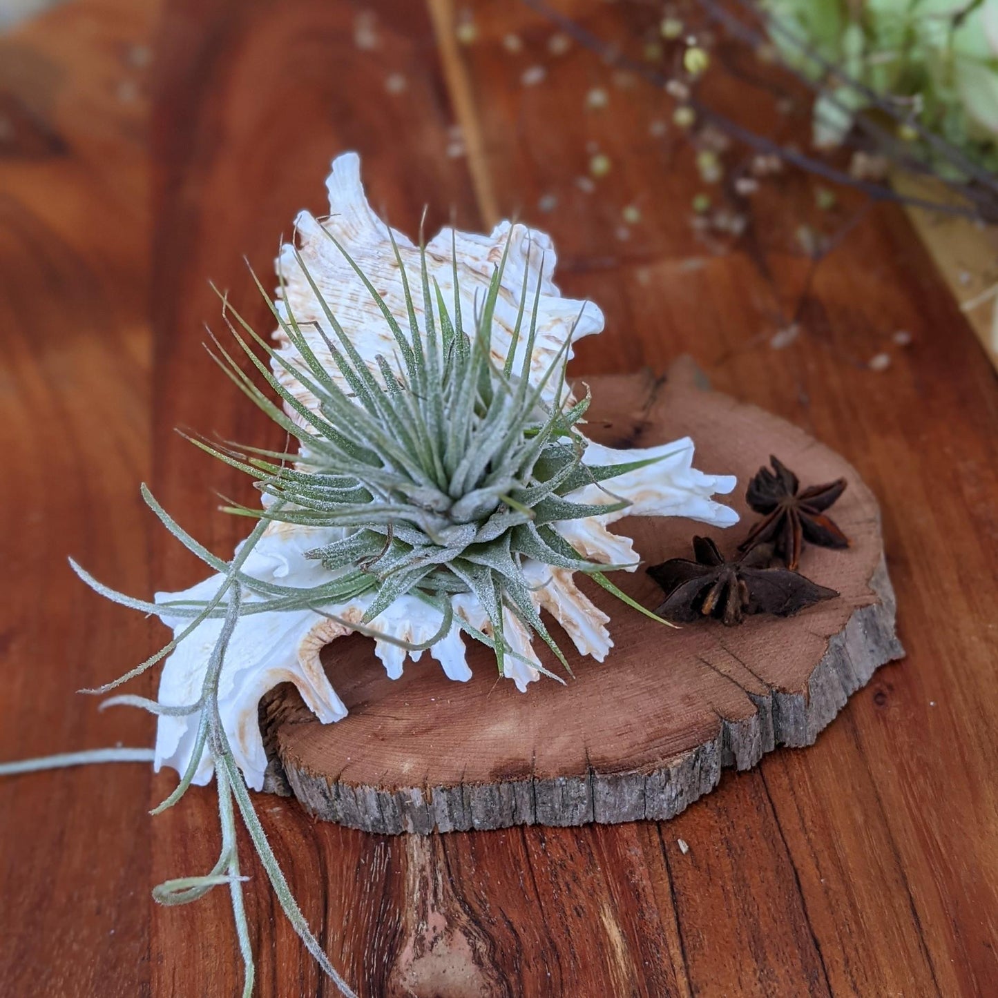 Tillandsia Ionantha in a Sea Shell Handmade Air Plant Arrangement | Indoor Plant Gift | Party Favor | Unique Gift Media