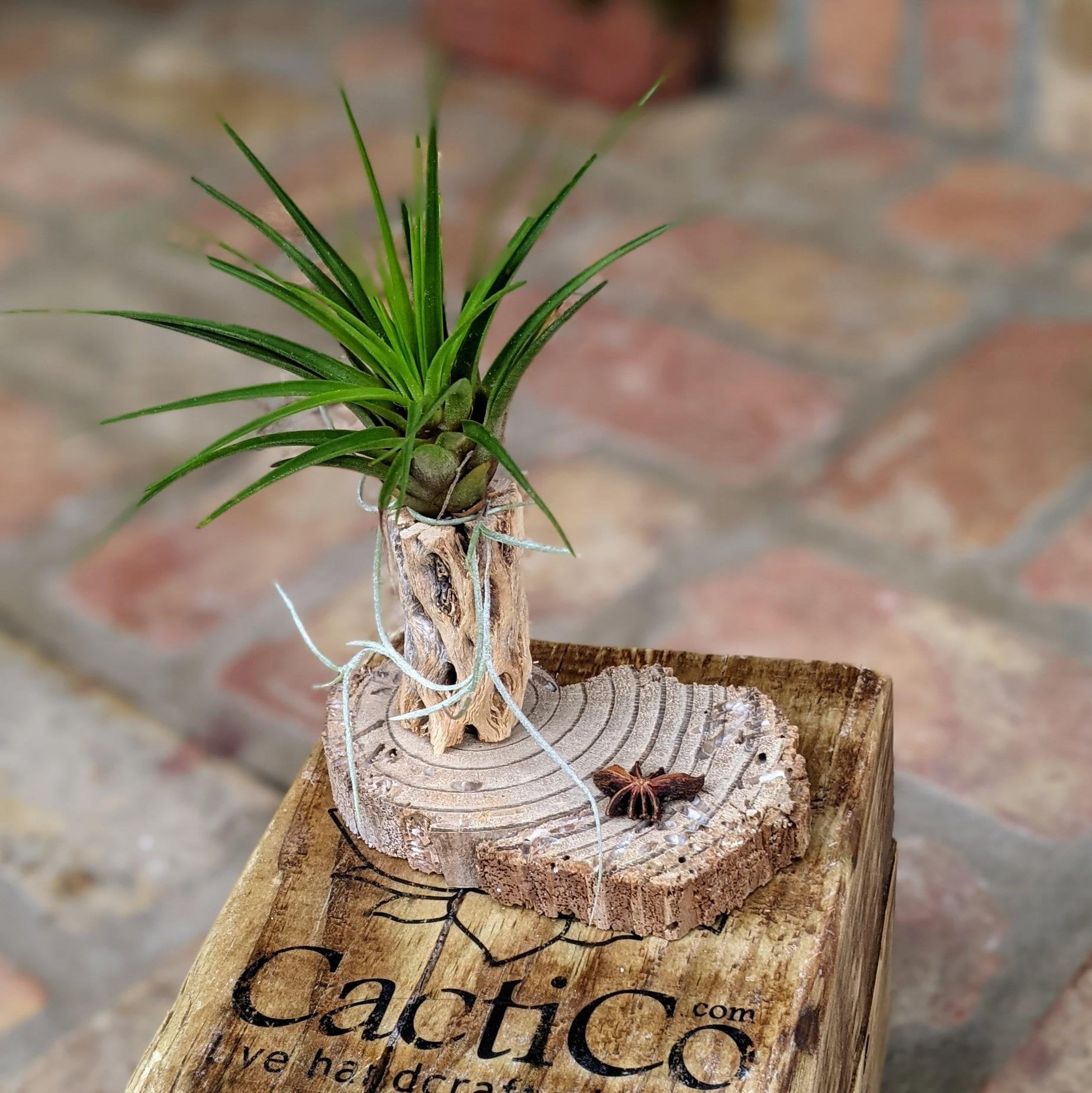 Handcrafted Rustic Air Plant Arrangement – A Unique & Natural Gift –  CactiCo