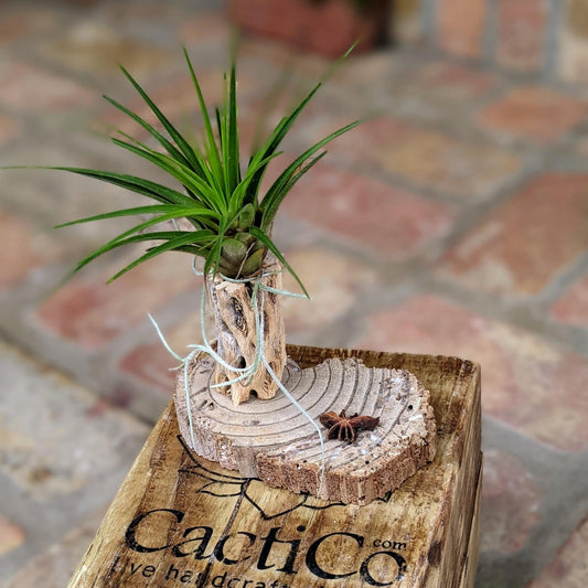 Rustic Air Plant Tillandsia Arrangement with Cholla Wood | Unique Handmade Gift Media 6 of 7