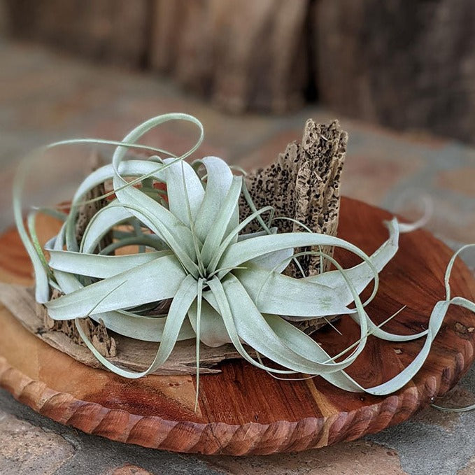 air plant centerpiece Unique Handcrafted Driftwood Centerpiece with Large Air Plant