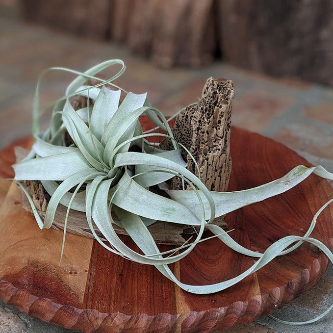 Extra Large Air Plant With Handcrafted Driftwood Display | Wedding Centerpiece