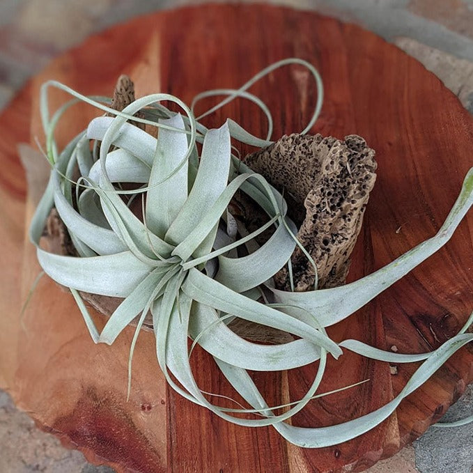 Extra Large Air Plant With Handcrafted Driftwood Display | Wedding Centerpiece