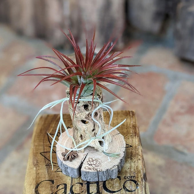 Red Air Plant in a Large Seashell