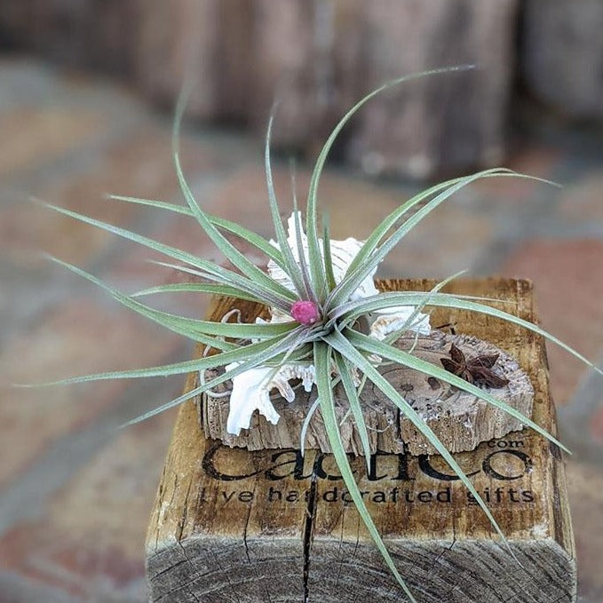 Large Blooming Air Plant With Sea Shell And Driftwood | Plant Gift