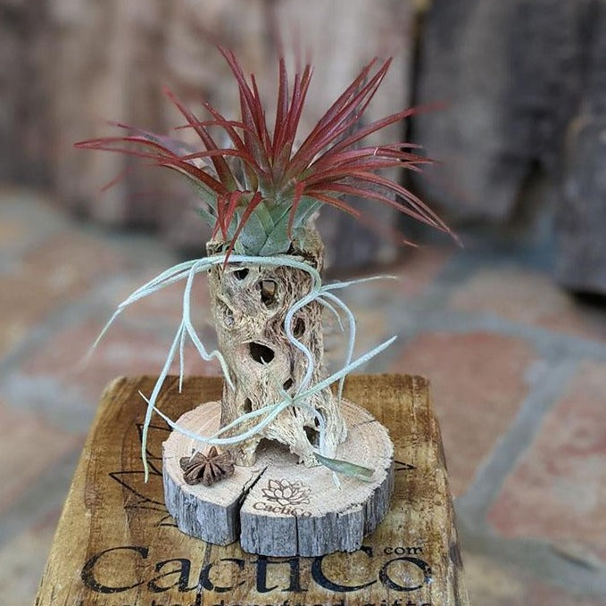 Live Air Plant Gift in a Handcrafted Vine Cone Terrarium | Housewarming Gift | Holiday Gift