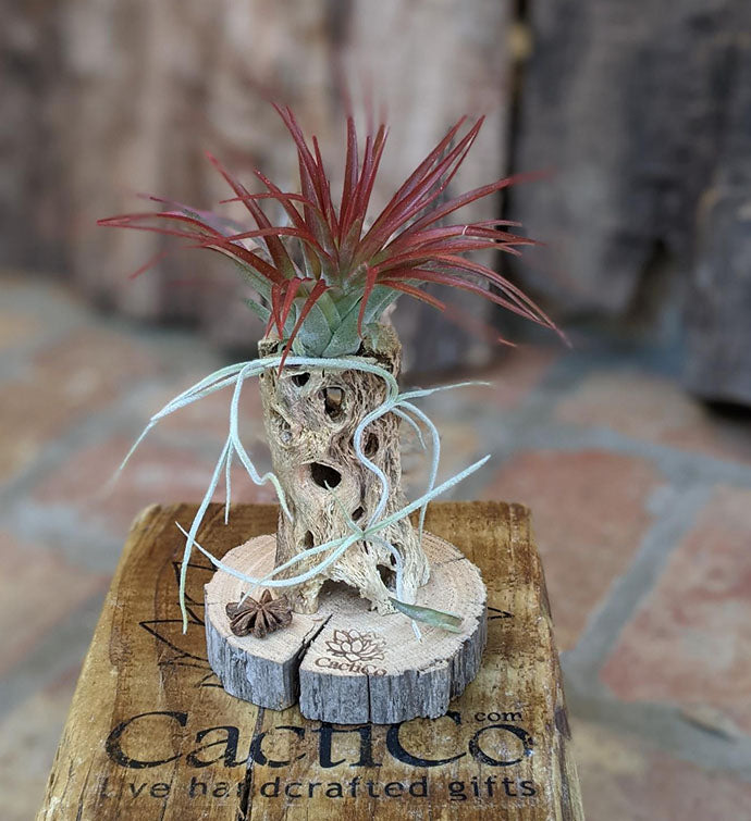 Red Air Plant in a Large Seashell Media