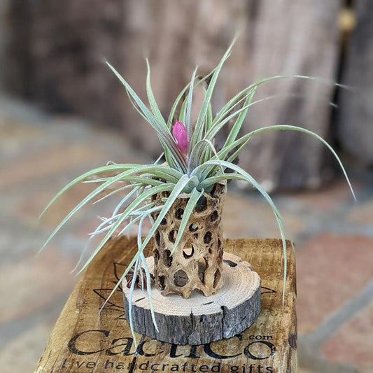 Handmade Air Plant Arrangement with Chola and Driftwood | Easy to Care Indoor Plant Gift