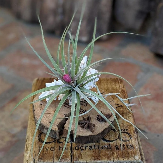 Large Blooming Air Plant With Sea Shell And Driftwood | Plant Gift
