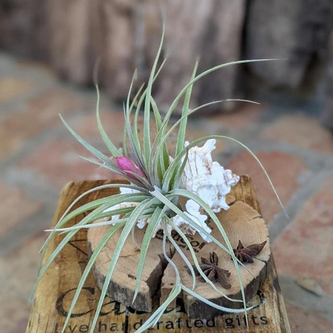 Large Blooming Air Plant With Sea Shell And Driftwood | Plant Gift