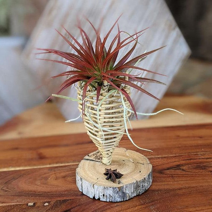 air plant statue Air Plant Gift in a Handcrafted Vine Cone, Cholla or Sea Shell