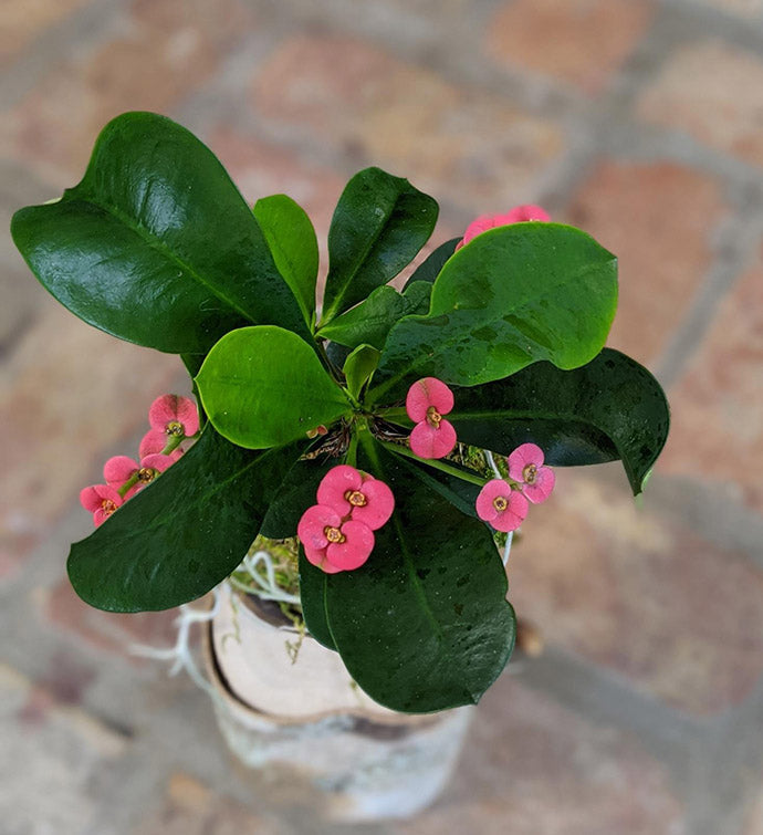 Handcrafted Blooming Succulent Arrangement – Unique Indoor Plant Gift