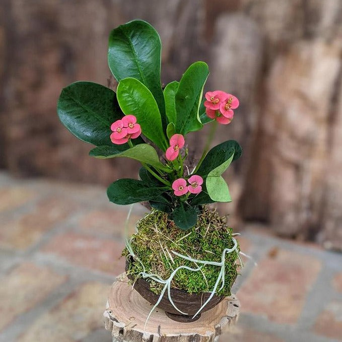 flowering succulent house plant Handcrafted Blooming Succulent Arrangement – Unique Indoor Plant Gift
