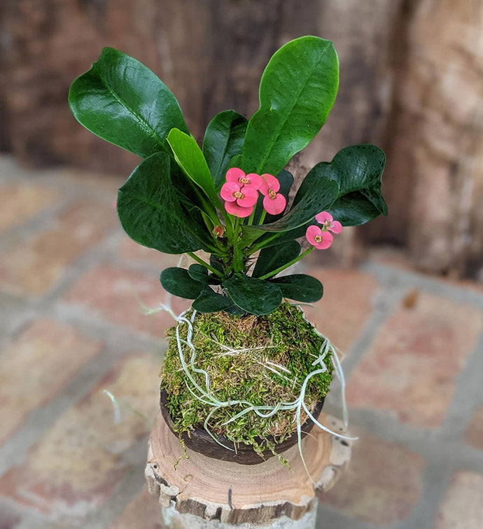 Handcrafted Blooming Succulent Arrangement – Unique Indoor Plant Gift