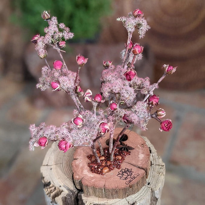 Rose Tree - Dried Flower Arrangement with Rose and Seeds on Natural –  CactiCo