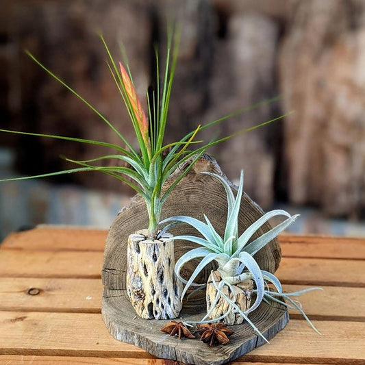 Unique Handcrafted Air Plant Terrarium with Cholla, Louisiana Cypress Driftwood