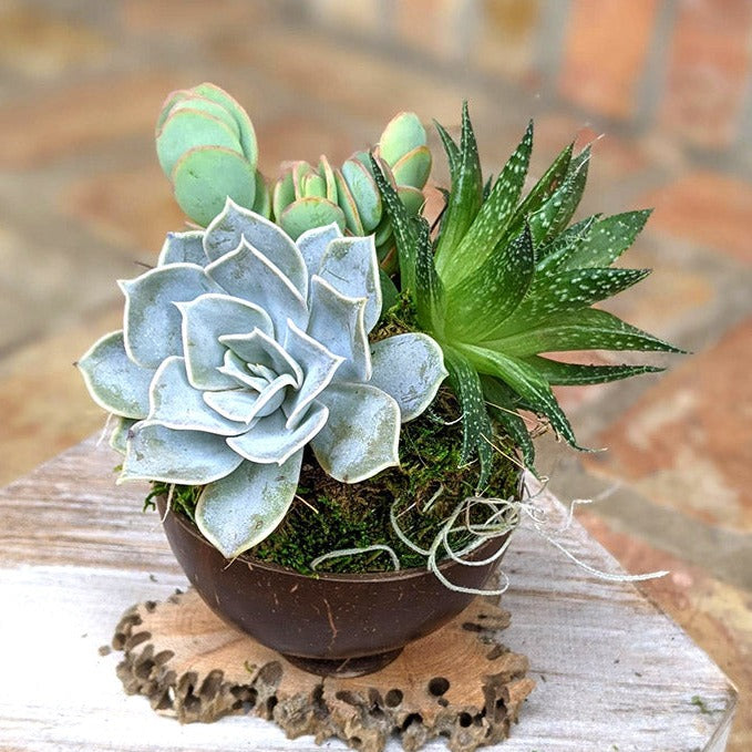 succulent plant giveaways Handmade Succulent Arrangement in Coconut Shell – Unique Potted Plant – CactiCo