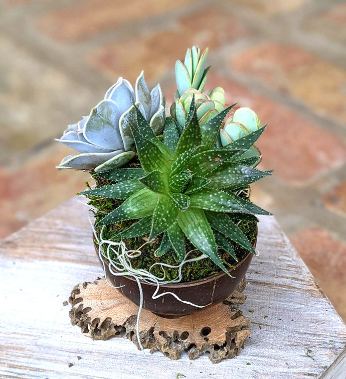 Premium Succulent Arrangement | Unique Handmade Potted Plant Gifts