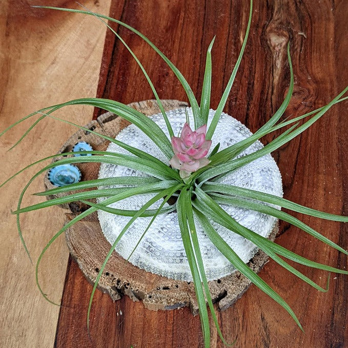 Large Blooming Air Plant with Sea Urchin and Driftwood | Live Blooming Plant Gift