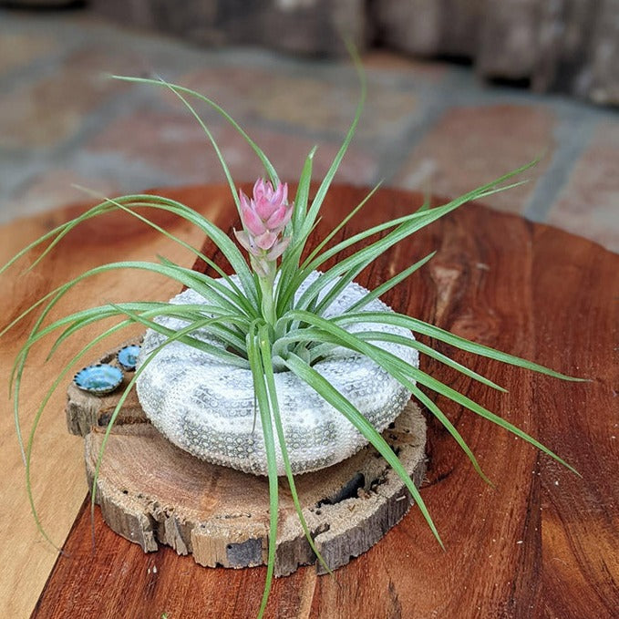 cotton candy air plant Handcrafted Blooming Air Plant Display with Sea Urchin Shell & Driftwood