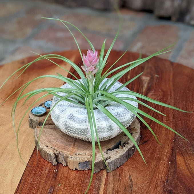 Large Blooming Air Plant with Sea Urchin and Driftwood | Live Blooming Plant Gift