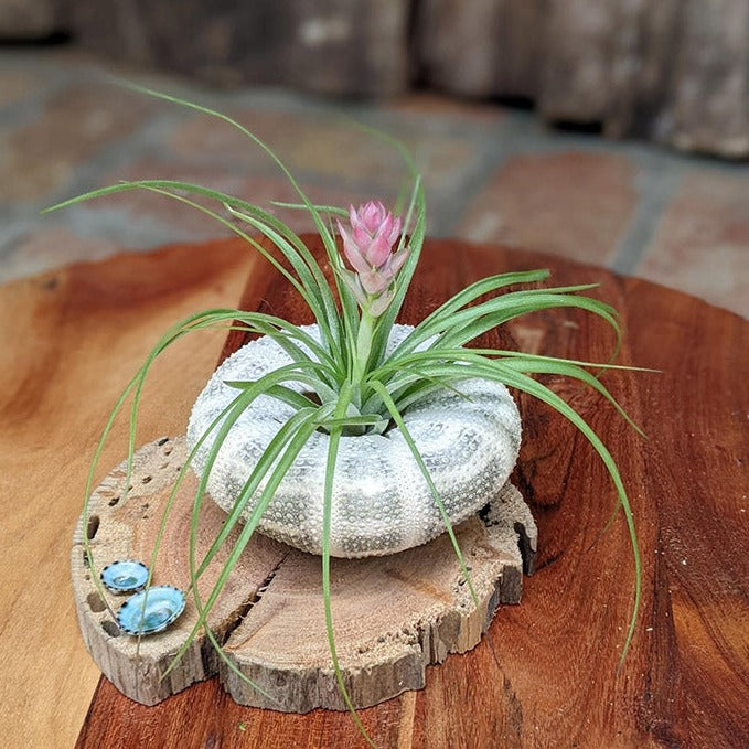 Large Blooming Air Plant with Sea Urchin and Driftwood | Live Blooming Plant Gift