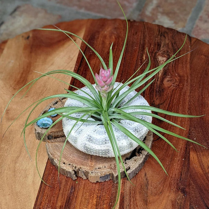 Large Blooming Air Plant with Sea Urchin and Driftwood | Live Blooming Plant Gift