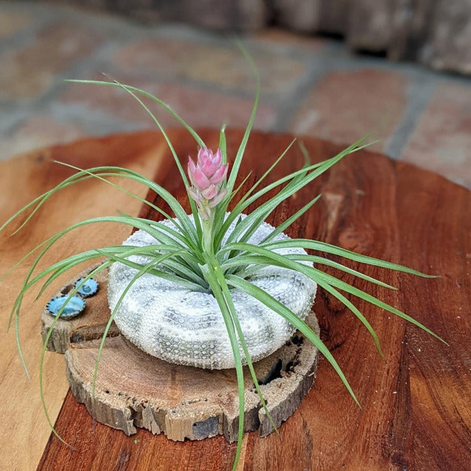 Large Blooming Air Plant with Sea Urchin and Driftwood | Live Blooming Plant Gift