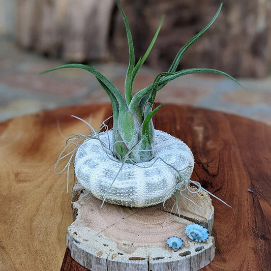 Unique, Rustic Air Plant Arrangement: Tillandsia ionantha & Spanish Moss | Unique Handmade Gift