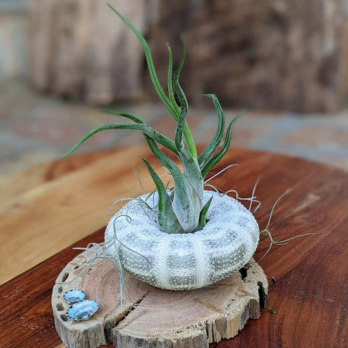 Unique, Rustic Air Plant Arrangement: Tillandsia ionantha & Spanish Moss | Unique Handmade Gift
