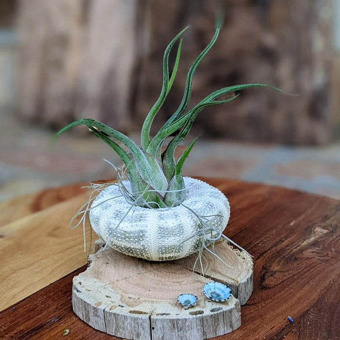 Unique, Rustic Air Plant Arrangement | Unique Handmade Gift