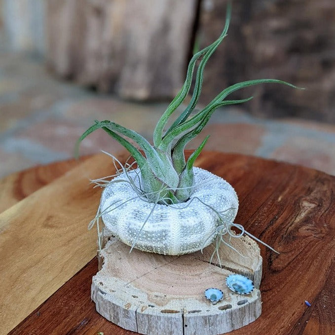 Unique, Rustic Air Plant Arrangement: Tillandsia ionantha & Spanish Moss | Unique Handmade Gift