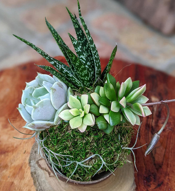 Handcrafted Succulent Arrangement in a Coconut Shell – Unique Indoor Plant