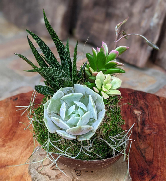 indoor succulent arrangements Handcrafted Succulent Arrangement in a Coconut Shell – Unique Indoor Plant