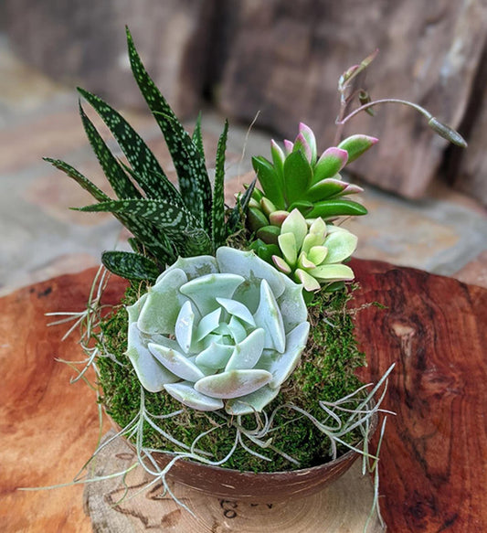 Handcrafted Succulent Arrangement in a Coconut Shell – Unique Indoor Plant