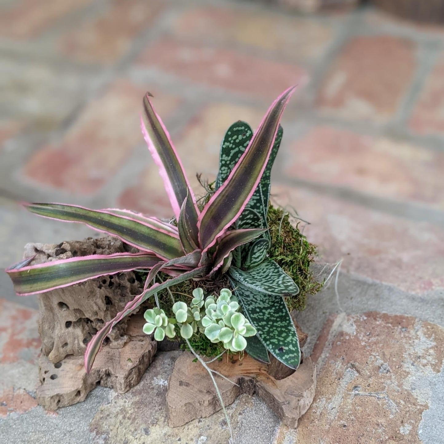Live Succulent Arrangement in a Handcrafted Driftwood Pot Media 1 of 1
