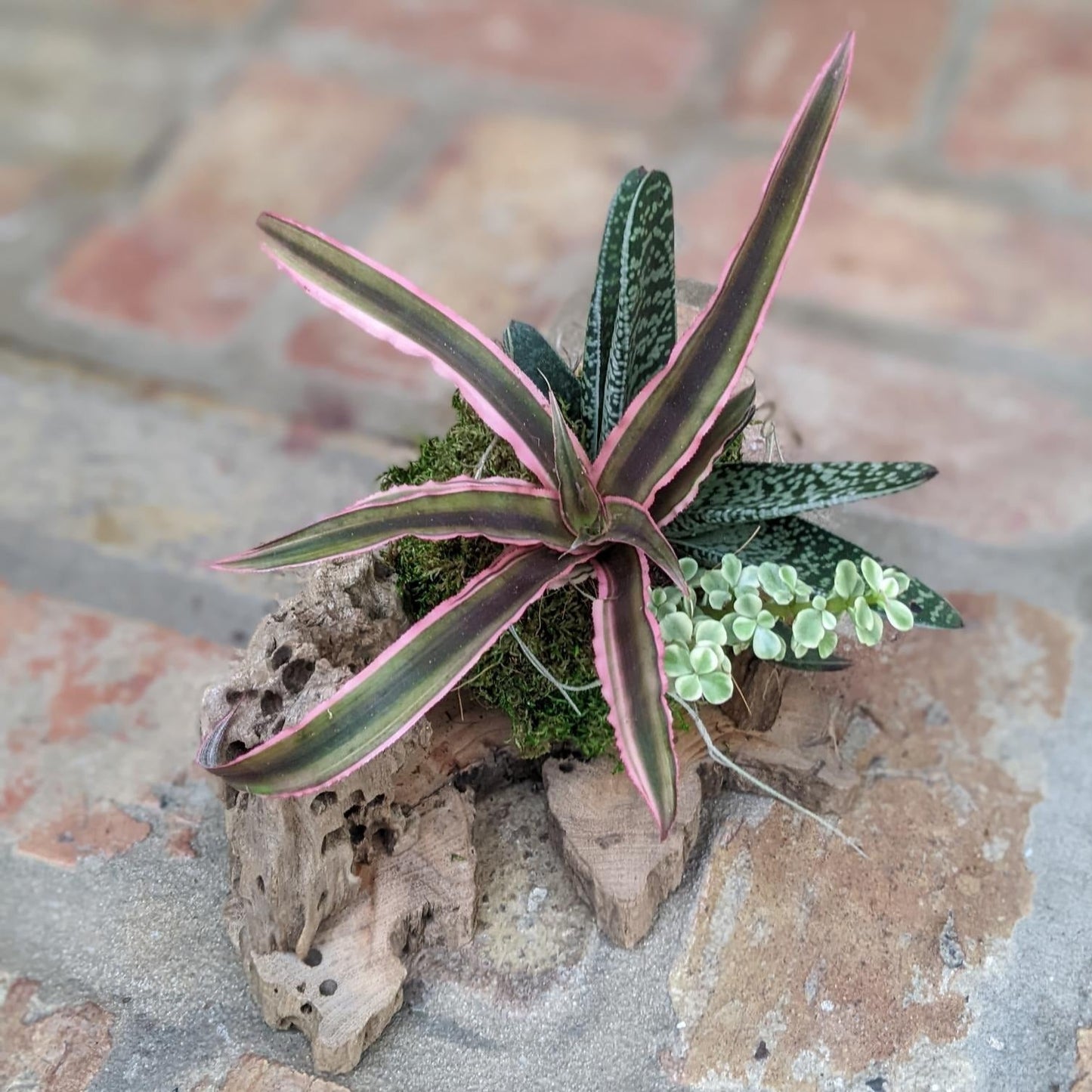 Live Succulent Arrangement in a Handcrafted Driftwood Pot