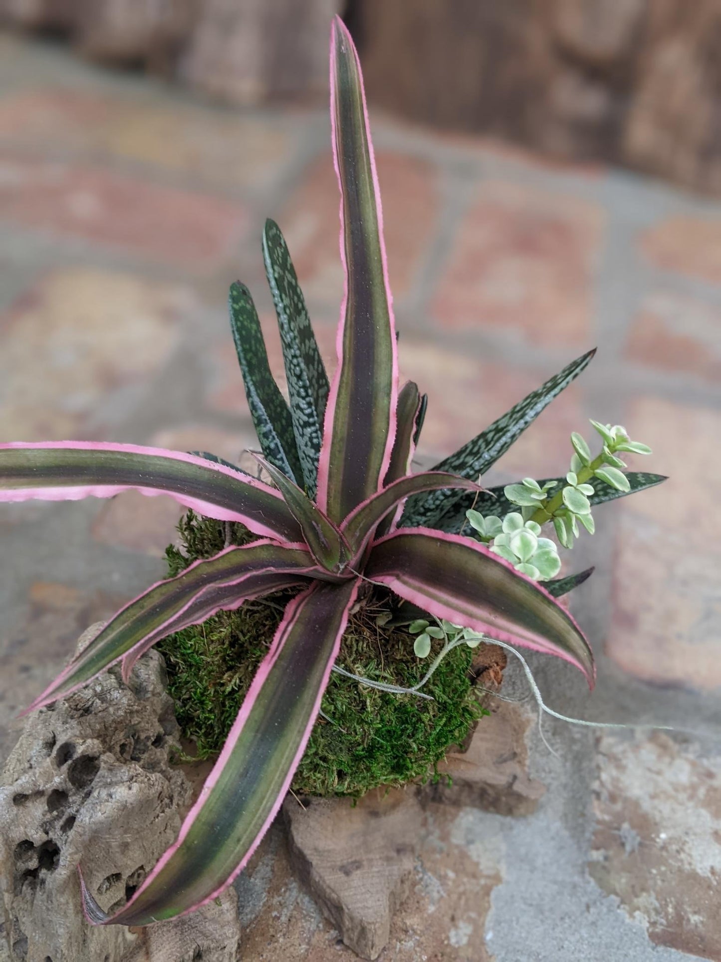 Live Succulent Arrangement in a Handcrafted Driftwood Pot