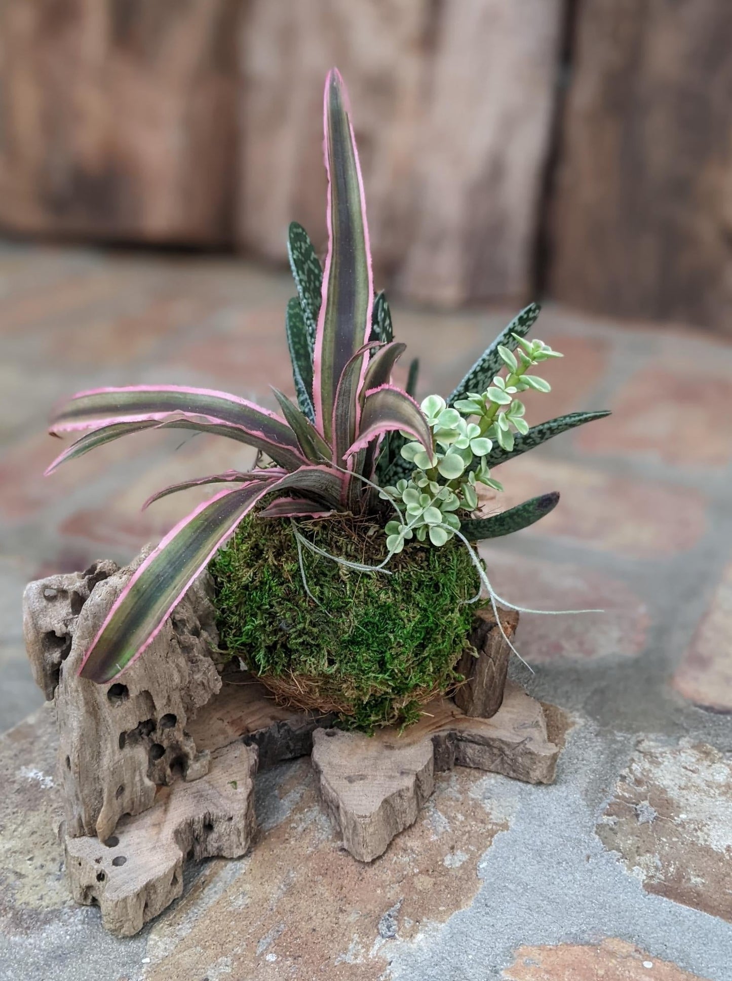 Live Succulent Arrangement in a Handcrafted Driftwood Pot Media 1 of 1