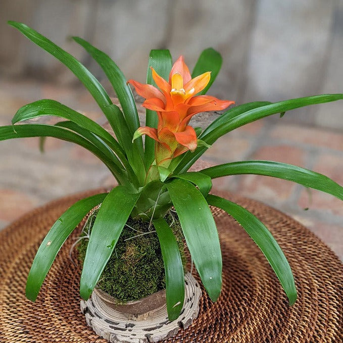 Blooming Bromeliad in a Coconut Shell | Handcrafted Potted Gift Media