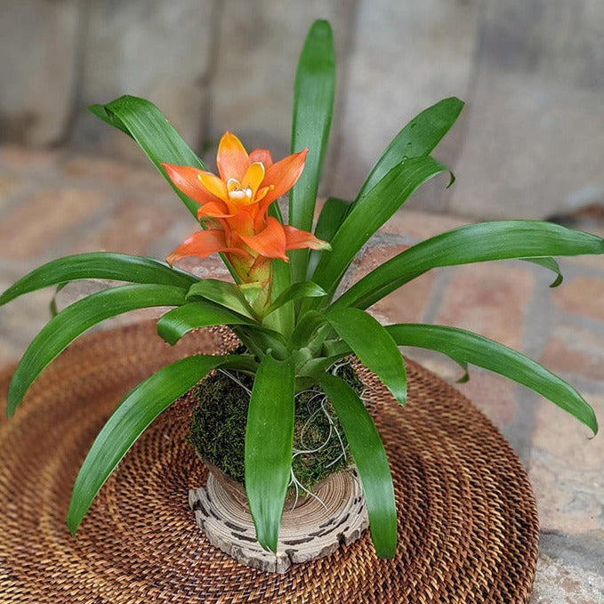 kokedama indoor plants Handmade Blooming Bromeliad Kokedama – Unique Indoor Plant Gift