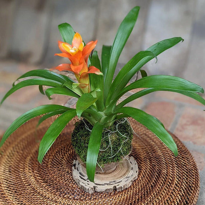 Blooming Bromeliad in a Coconut Shell | Handcrafted Potted Gift Media