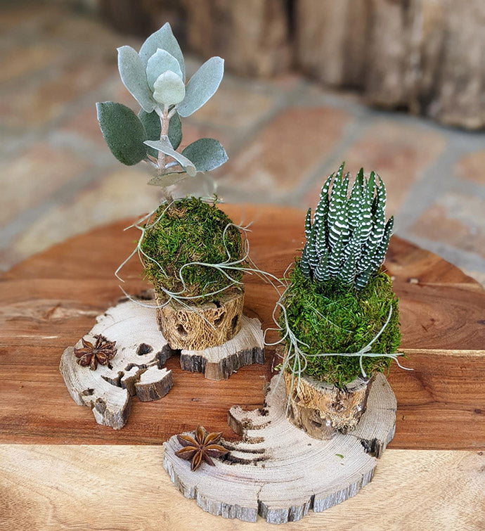 succulent plants live Handcrafted Succulent & Air Plant Arrangement – Unique Indoor Gift