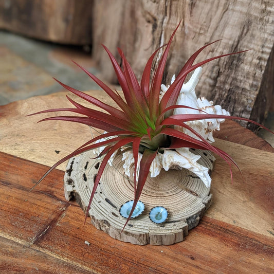 Red Large Air Plant in a Sea Shell Handmade | Indoor Plant Gift