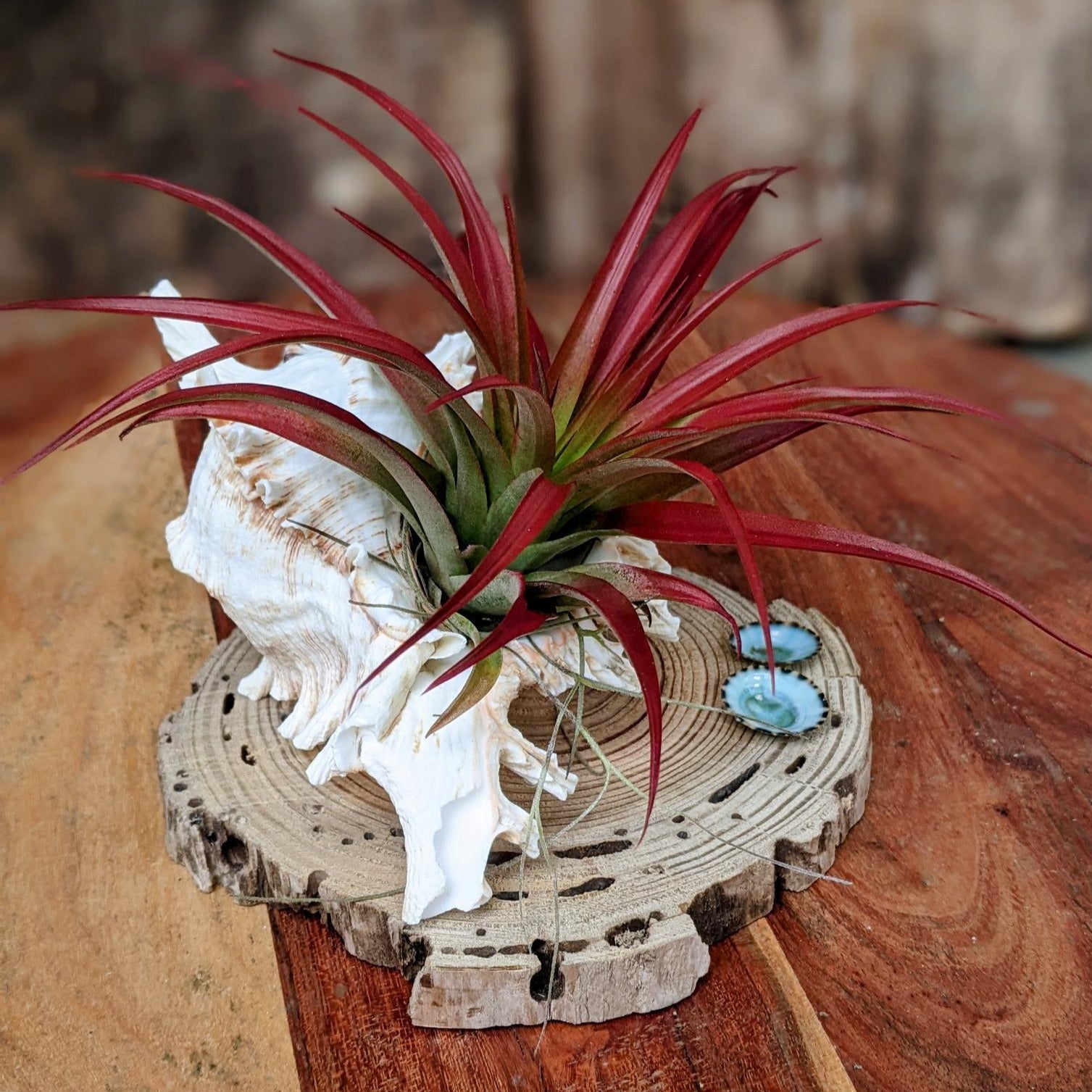 Red Large Air Plant in a Sea Shell Handmade | Indoor Plant Gift
