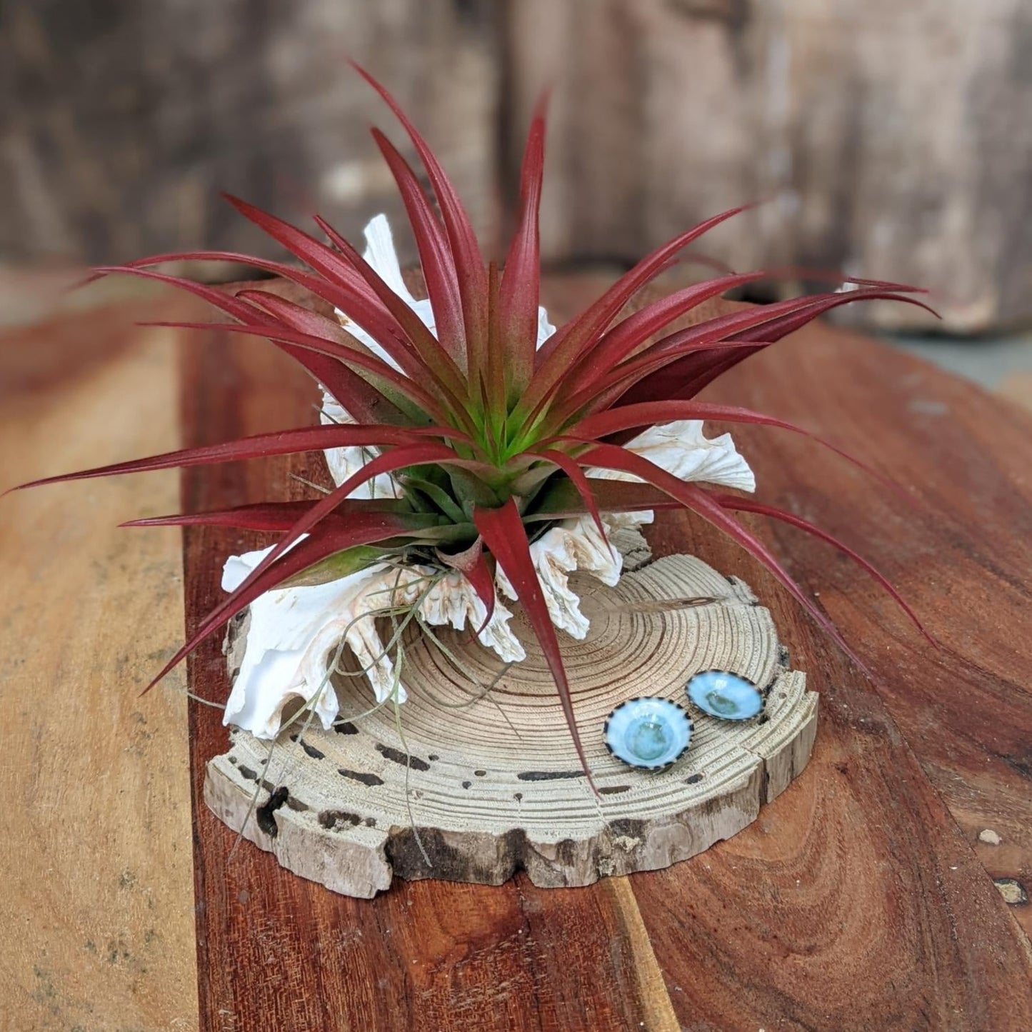 Red Large Air Plant in a Sea Shell Handmade | Indoor Plant Gift