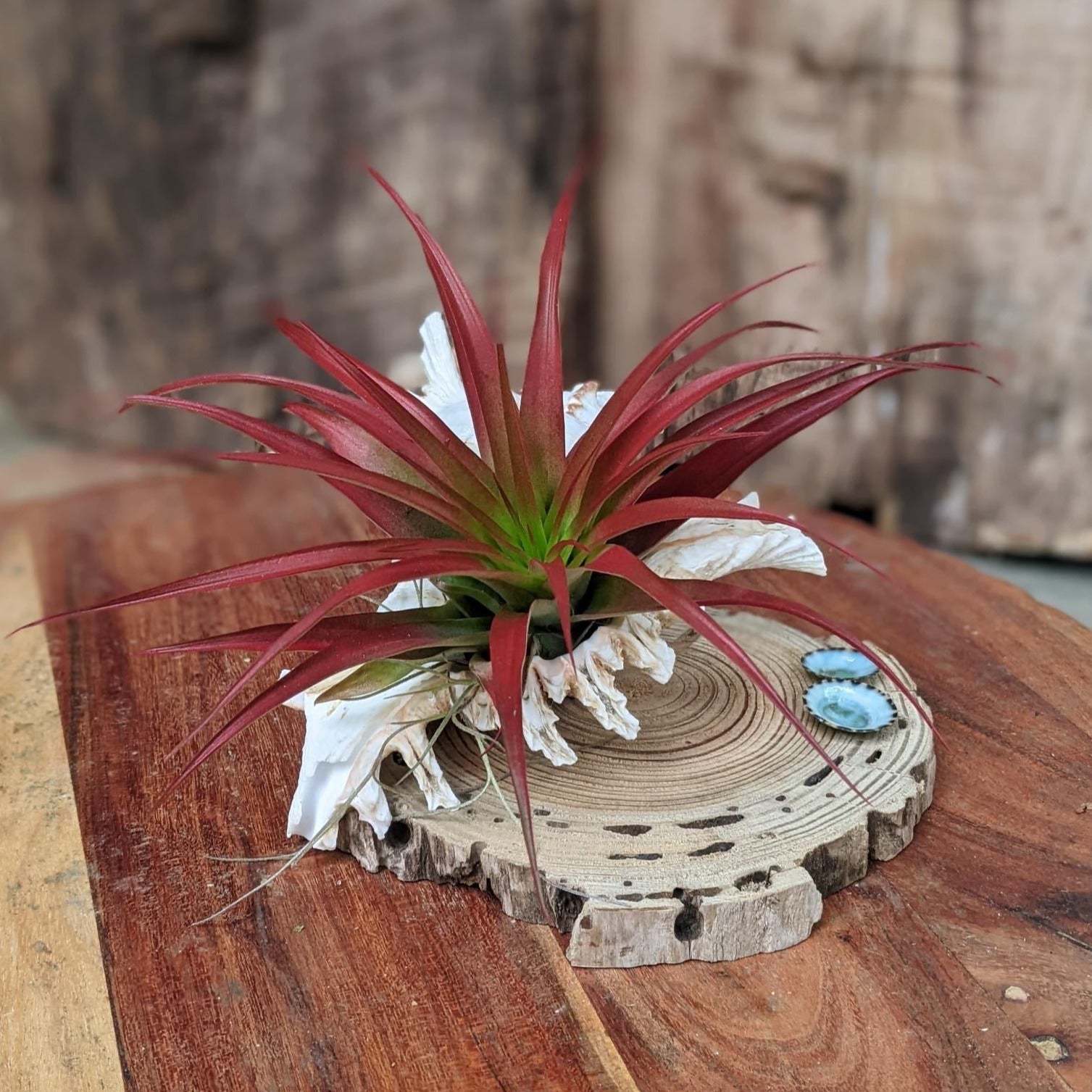 Red Large Air Plant in a Sea Shell Handmade | Indoor Plant Gift