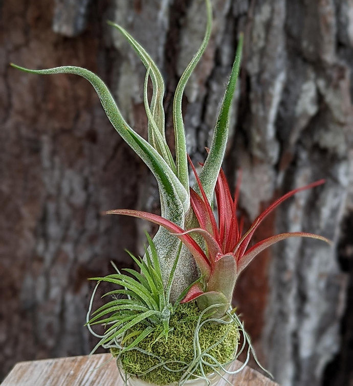 Handcrafted Three Air Plant Arrangement in a Spiral Sea Shell