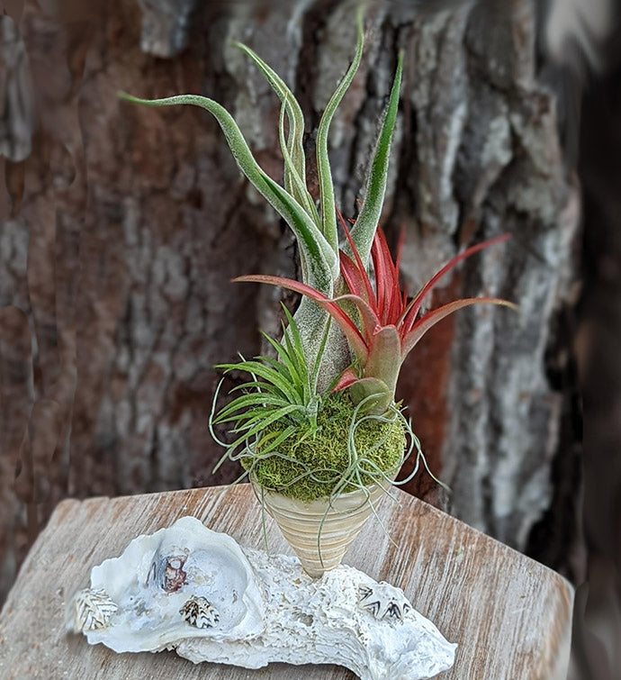 Handcrafted Three Air Plant Arrangement in a Spiral Sea Shell